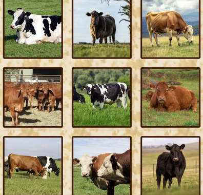 Homestead Bovine Block Collage