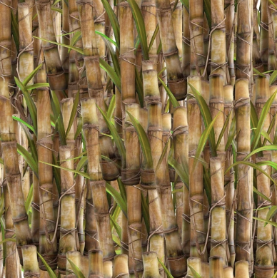 Farmers Paradise Sugarcane