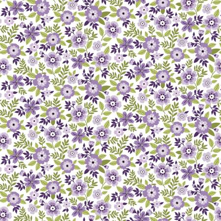 Seaside Garden Lilac Asters