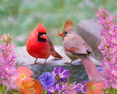 Cardinal Couple Panel / Multi, 36in Panel