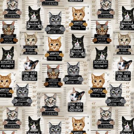 Silly Beige Cat Mugshots