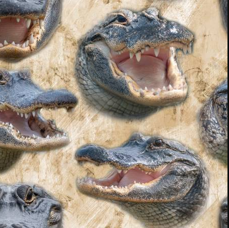 Mascot Madness Gators Cotton