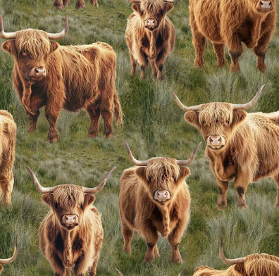 Homestead Bovine Cows/Grass