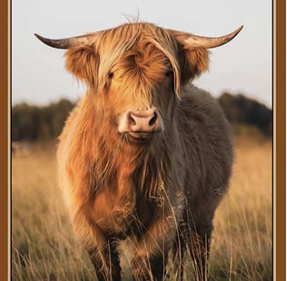Homestead Bovine 36" Highland Cow